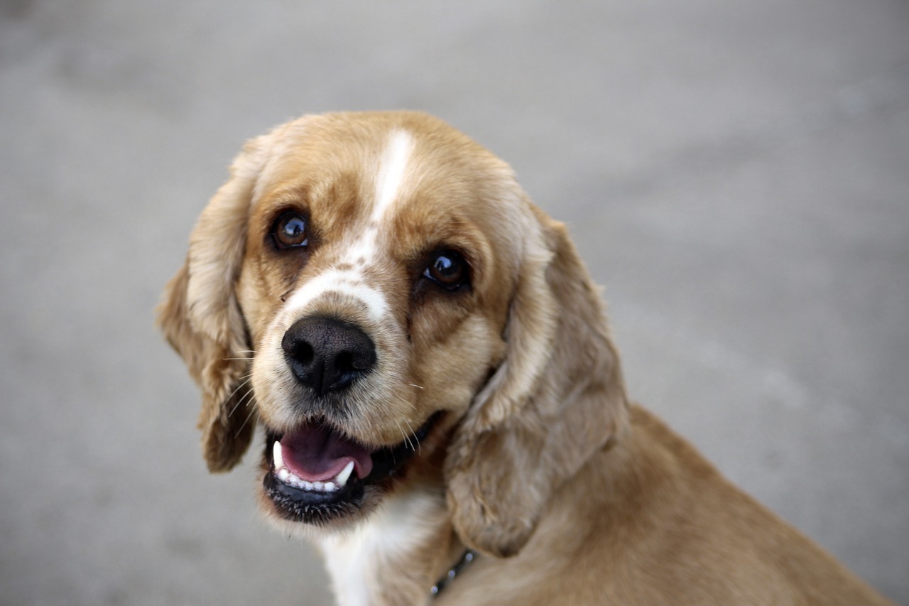 races de chien les plus malicieuses