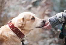 races de chien mangent tout qui traine