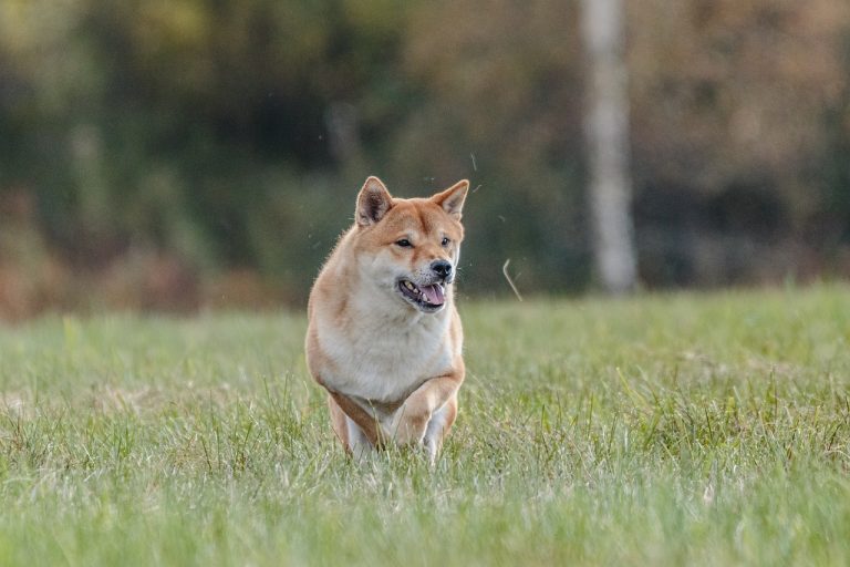 5 races de chien qui ont du mal avec l’autorité