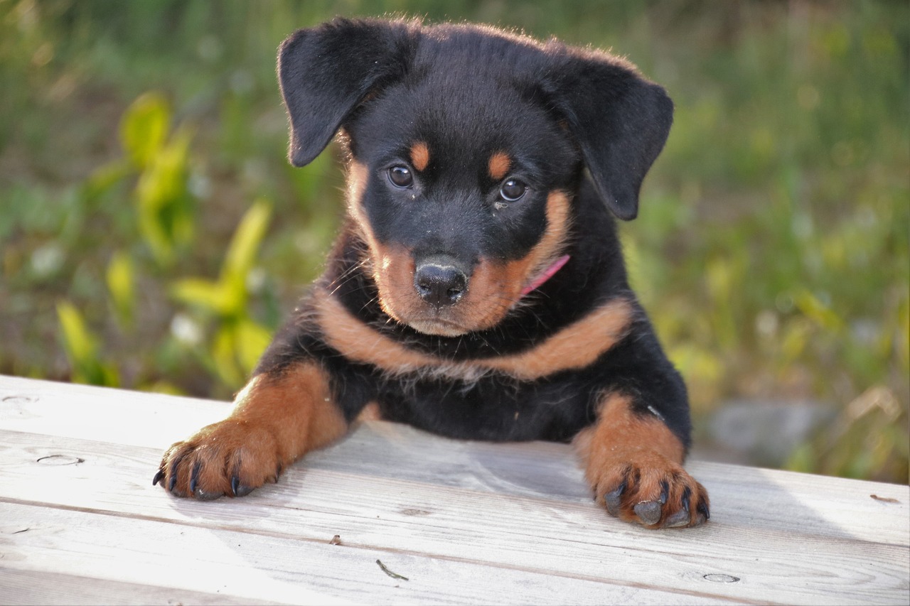 races de chien d’origine allemande