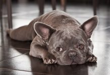 races de chien les plus paresseuses