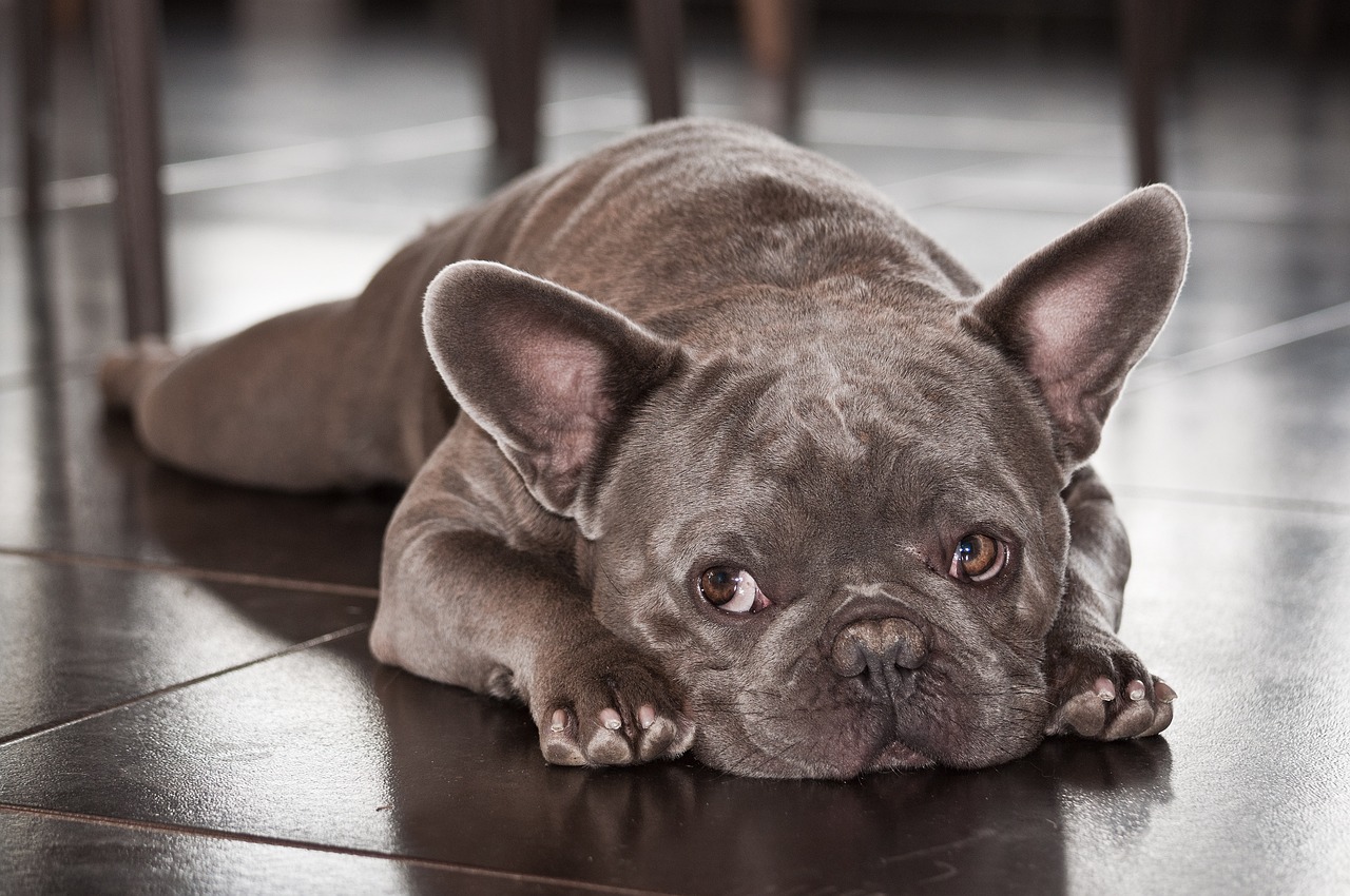 races de chien les plus paresseuses