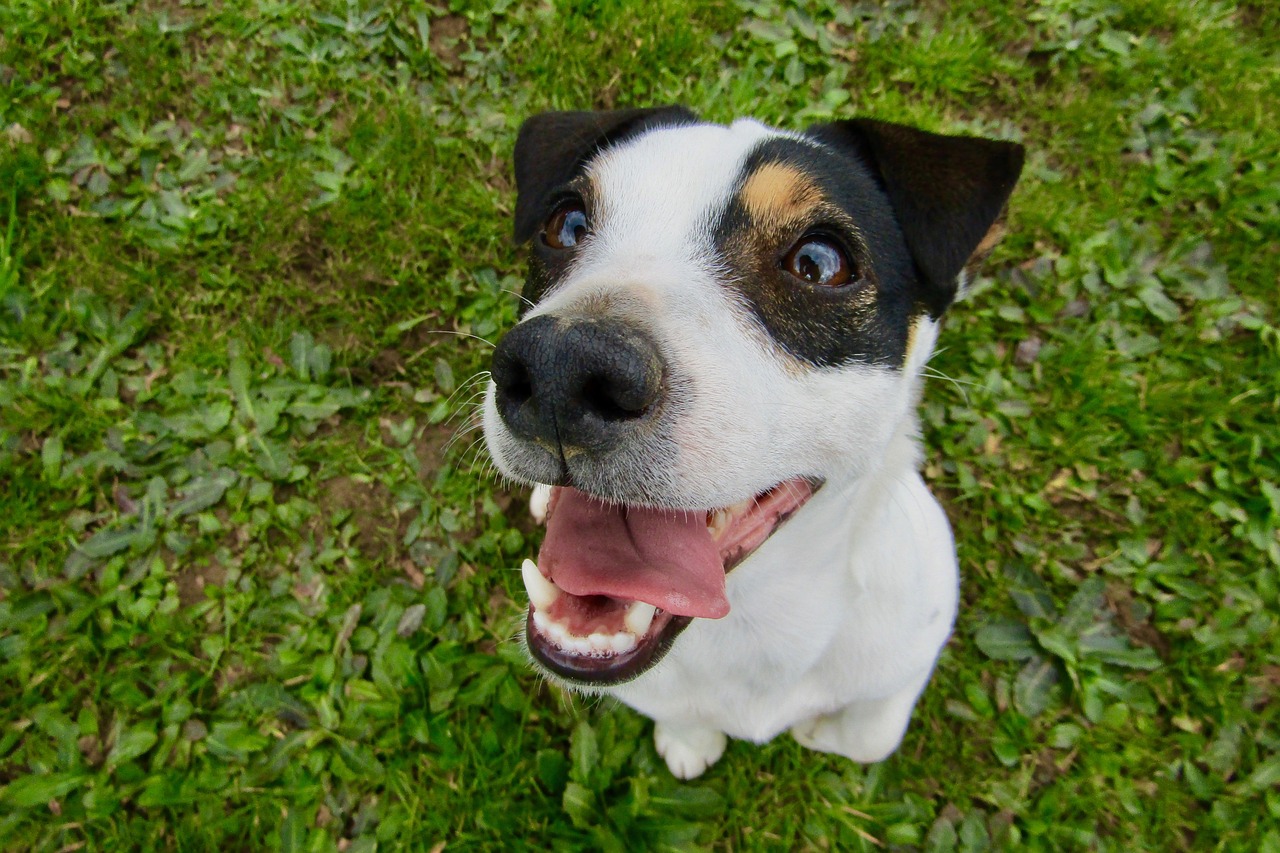 races de chien adaptées aux personnes dynamiques