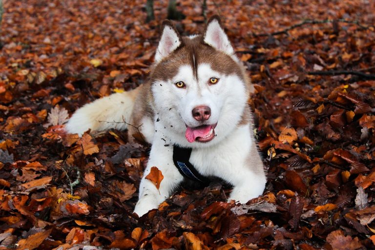4 races de chien qui sont de vraies pipelettes