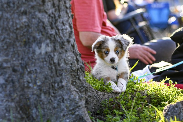 5 races de chien qui recherchent la compagnie des humains