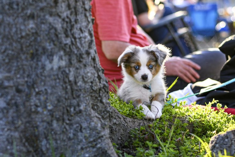 races de chien compagnie humains