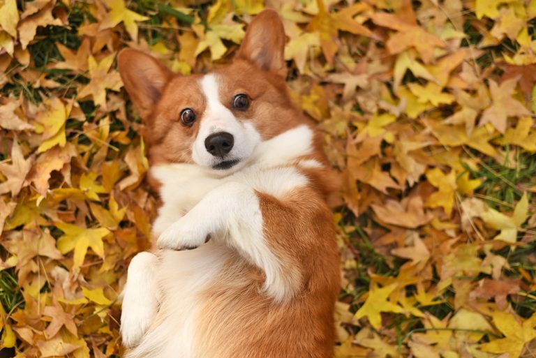 Voici les 9 races de chien qui sont les plus rigolotes