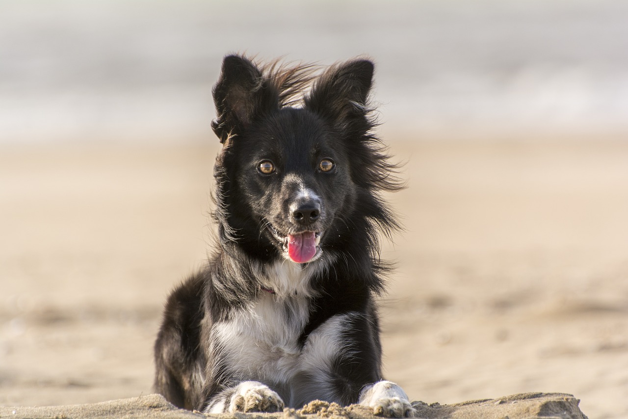 races de chien qui ont une santé de fer