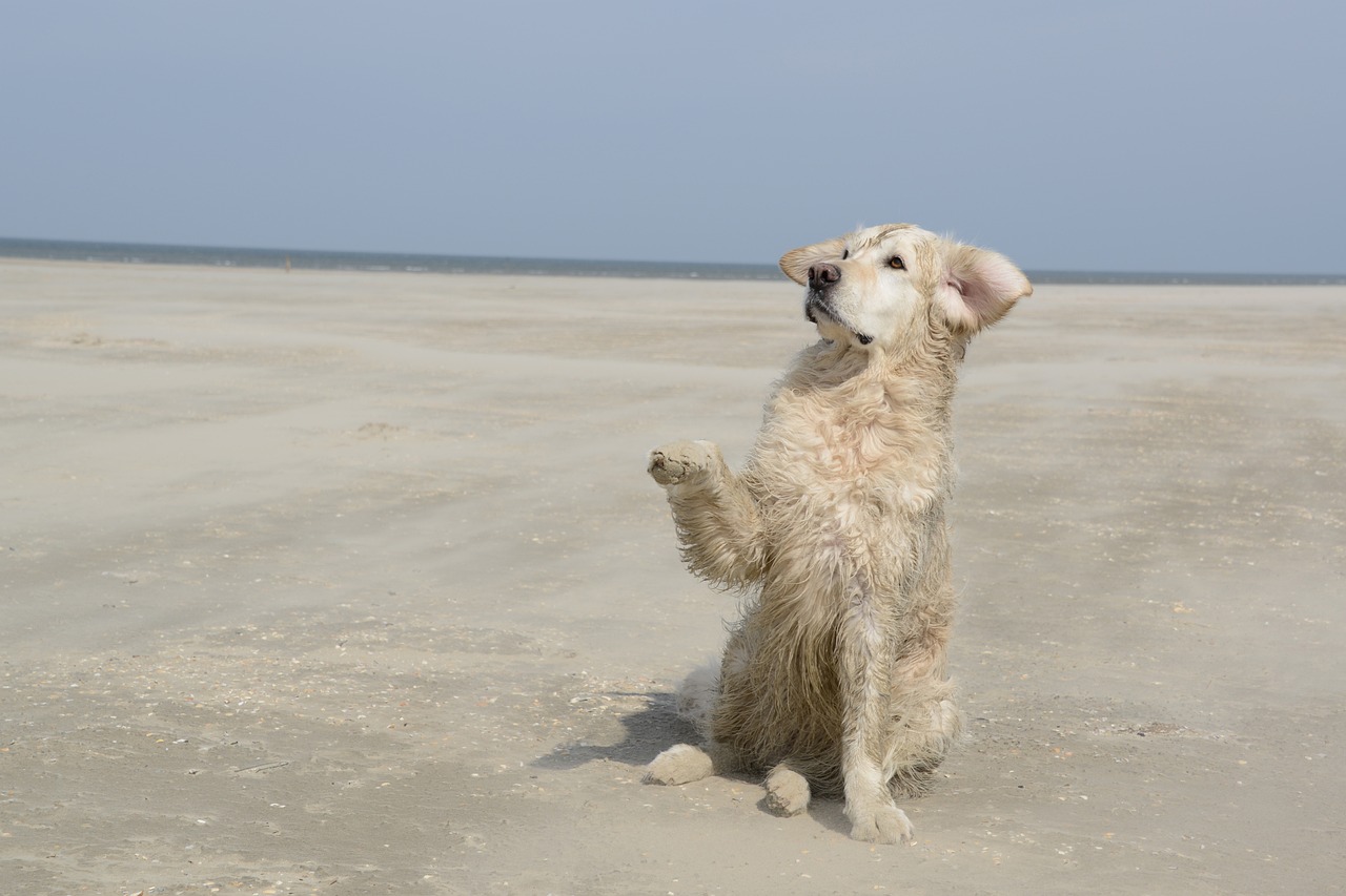 race de chien savent se canaliser