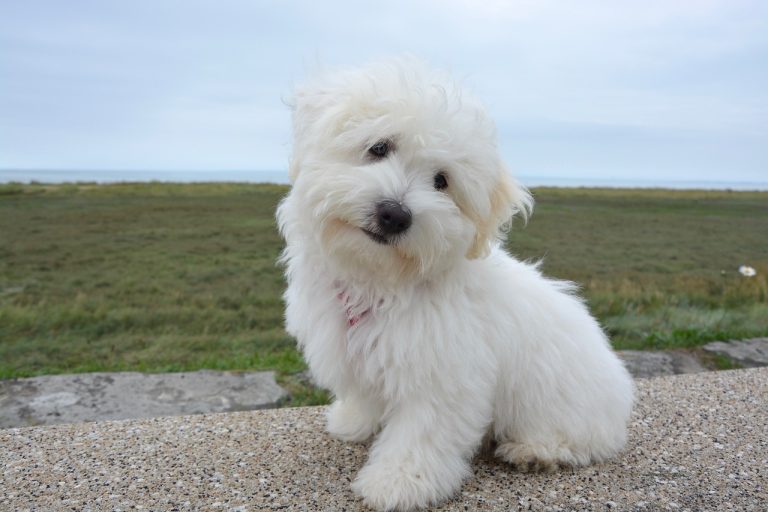 races de chien sentir aimées