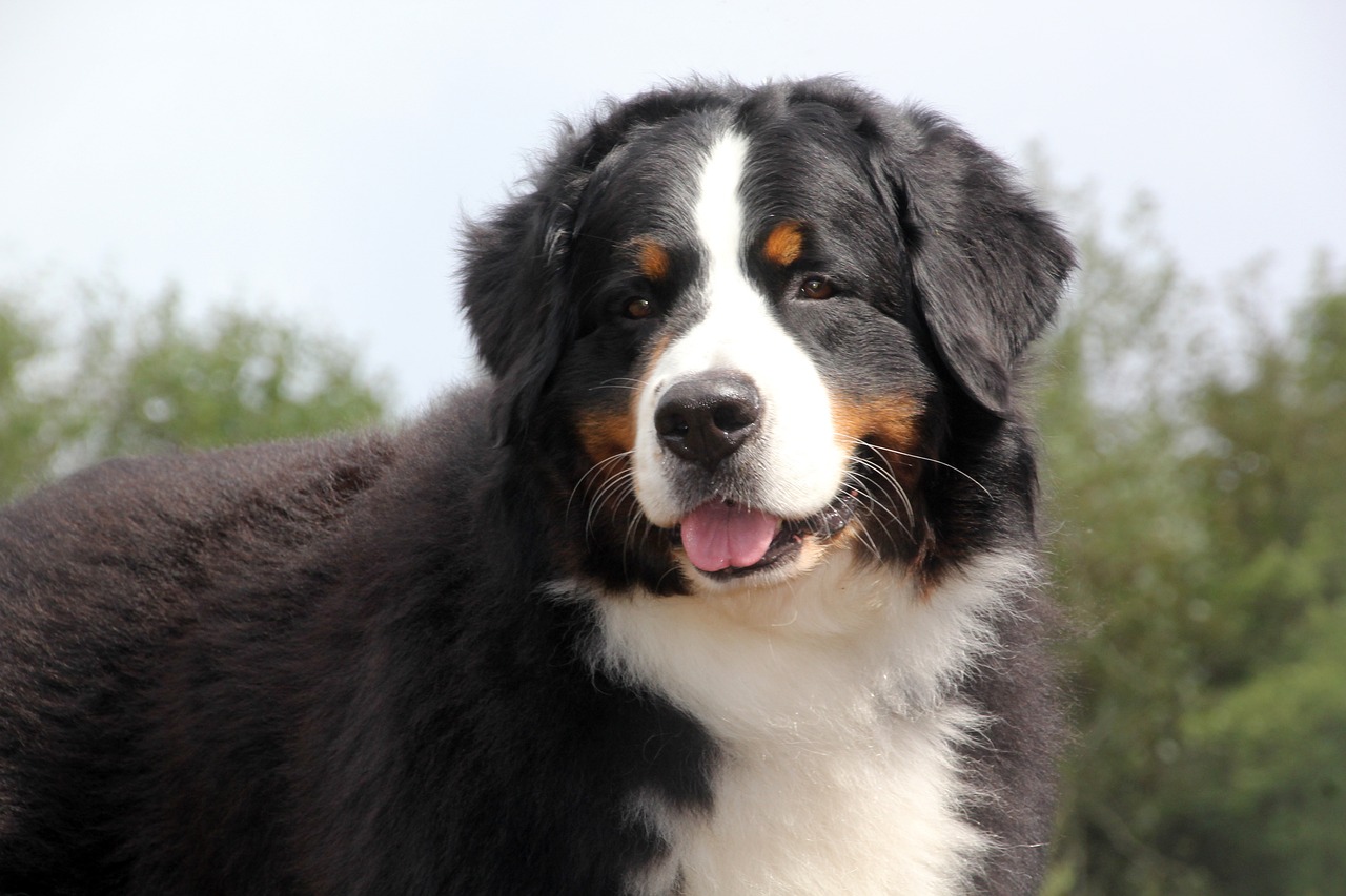 races de chien originaire de Suisse