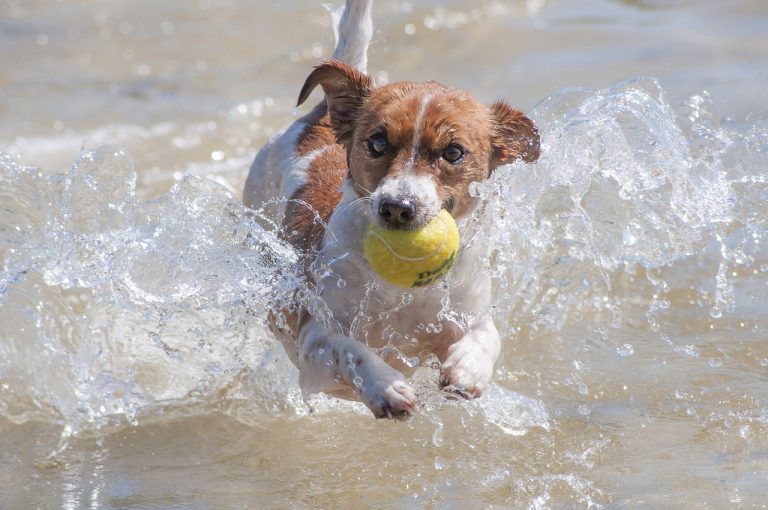 4 races de chien qui sont les plus survoltées