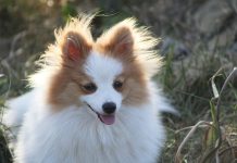 races de chien qui sont toujours contentes