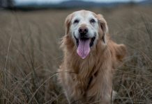 races de chien qui vont vénérer leur maître