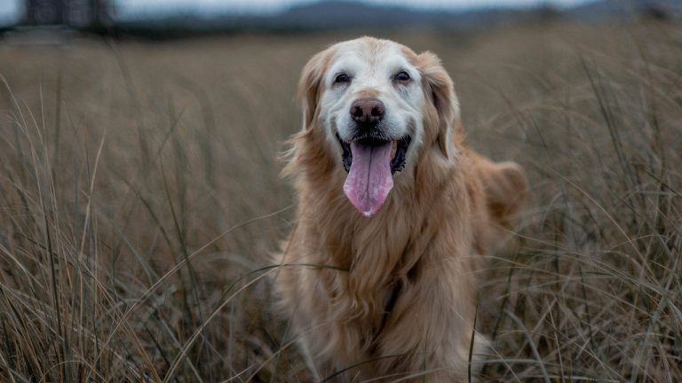 6 races de chien qui vont vénérer leur maître comme un Dieu