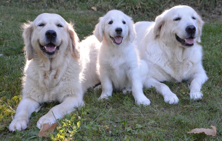 4 races de chien qui sont de vrais amours