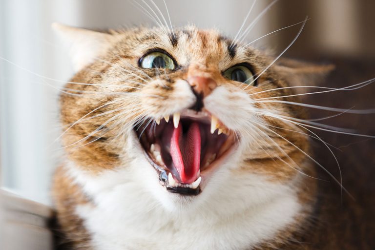 Rage du chat : causes, symptômes et vaccination