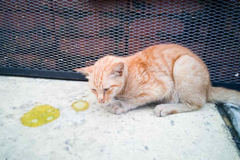 Sida du chat (FIV), symptômes, causes et traitement