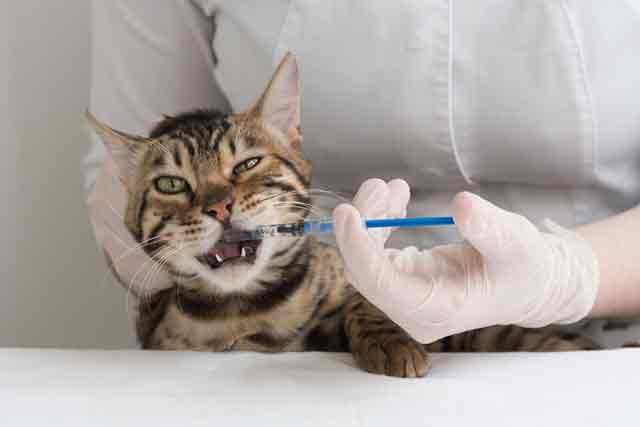 traitement du sida chez les chats