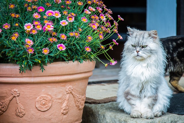 chat anxieux