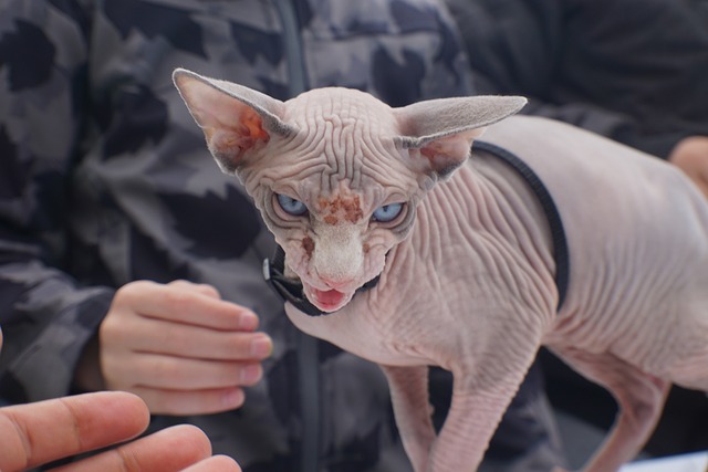 chat caractère bien trempé