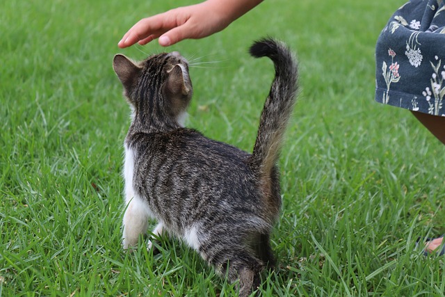 chat de bonne compagnie