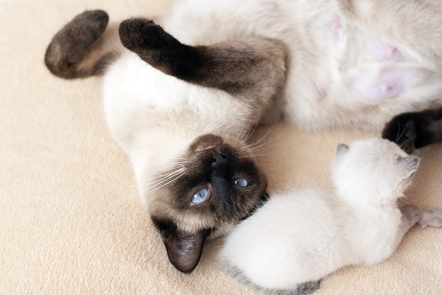 chat mettre le désordre maison