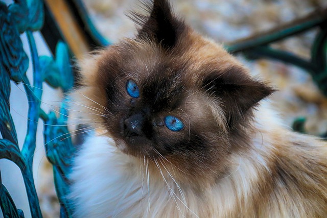 chat ferait pas de mal à une mouche