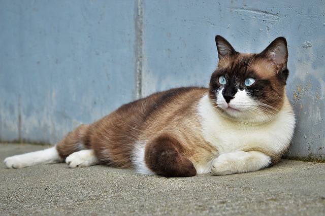 chat fusionnel avec leur maître