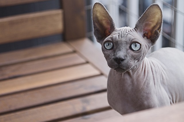 chat intimidant