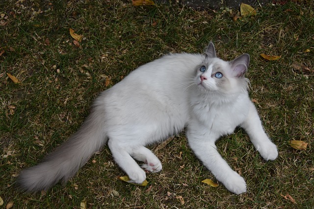 chat mange croquettes