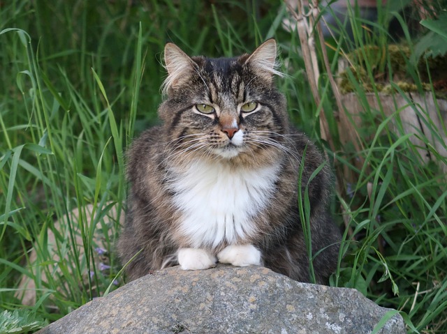 chat moins démonstratif