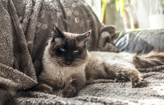 chat pantouflard