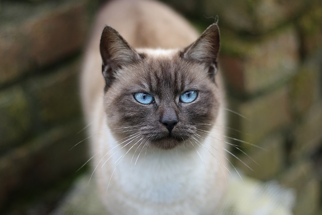 chat prend soin de lui