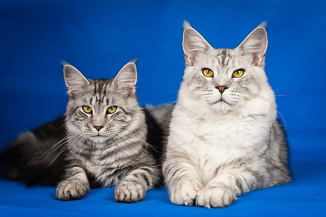 chat qui a fière allure