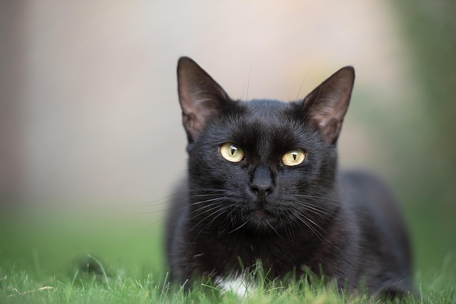 chat remuer maison