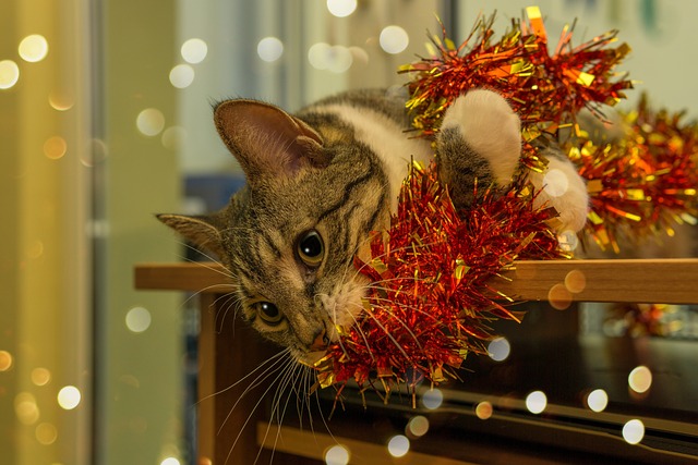 chat sapin de noël