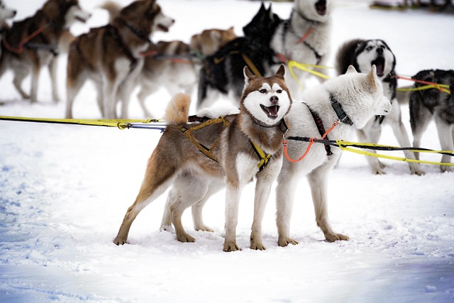 chien athlète haut niveau