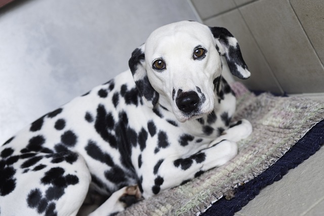 chien désobéissant