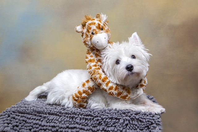 chien faire sourire