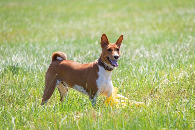 chien fier allure