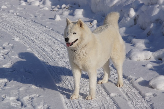 chien moins câlin