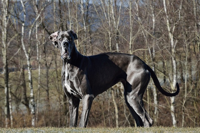 chien oserez pas approcher 