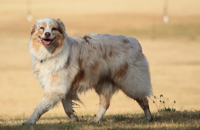 chien plus prisé