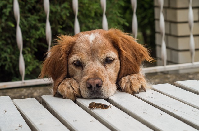 chien remuer votre maison