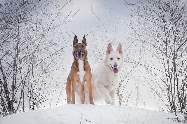 chien emmener vacances hiver