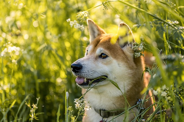 chiens ressemblent autres animaux 