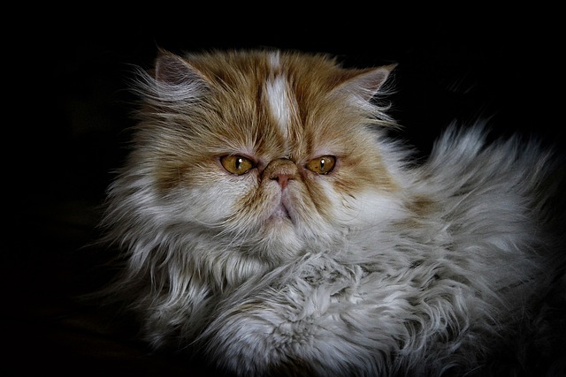 race de chat distante avec maître