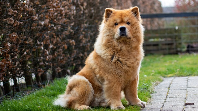 race chien distante avec leur maître