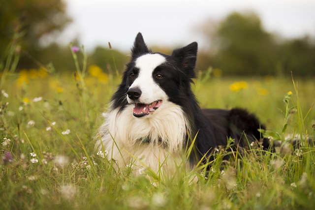 race chien douce comme un agneau